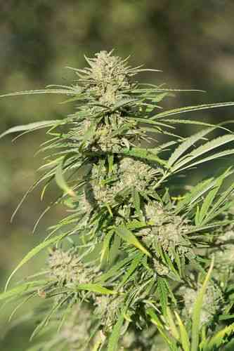 Critical Kush > Dinafem Seeds | Semillas feminizadas  |  Índica